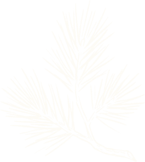 Thinking Outside white pine mark